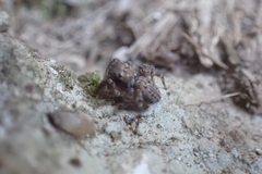 Euophrys