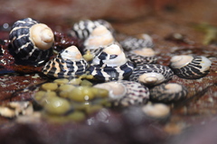 Austrocochlea porcata