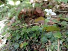 Viola filicaulis