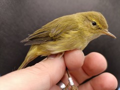 Phylloscopus ibericus