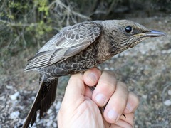 Turdus torquatus