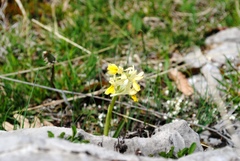 Orchis pauciflora