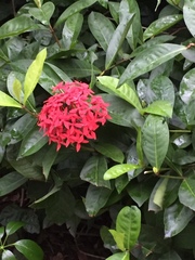 Ixora