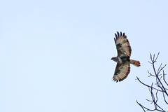 Buteo trizonatus