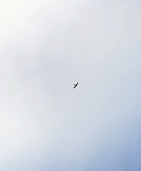 Falco longipennis