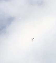 Falco longipennis