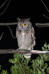Bubo africanus