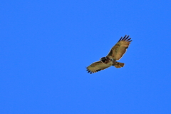 Buteo trizonatus
