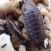 Porcellio achilleionensis - Photo (c) Milo, some rights reserved (CC BY-NC), uploaded by Milo