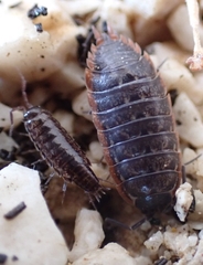 Chaetophiloscia elongata