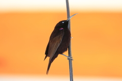 Chalcomitra amethystina