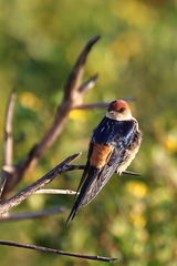 Cecropis cucullata