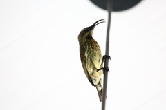 Chalcomitra amethystina