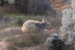 Lasiorhinus latifrons