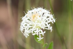 Pimelea treyvaudii