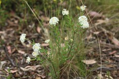 Pimelea treyvaudii