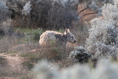 Lasiorhinus latifrons