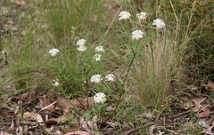 Pimelea treyvaudii