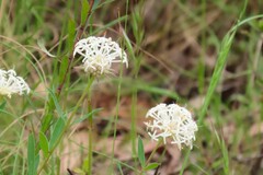 Pimelea treyvaudii