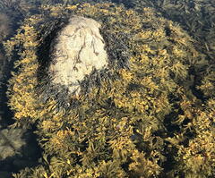 Fucus vesiculosus