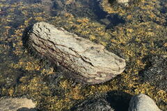 Fucus vesiculosus