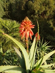 Aloe arborescens