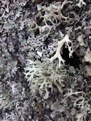 Evernia