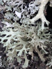 Evernia