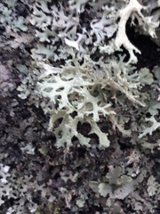 Evernia