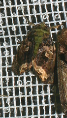 Drobeta