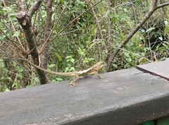 Diploderma swinhonis