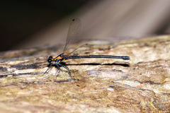 Austroargiolestes chrysoides