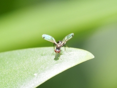 Parapalaeosepsis plebeia
