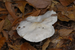 Hygrophorus subsordidus