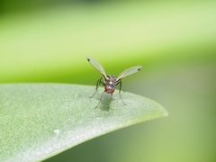 Parapalaeosepsis plebeia