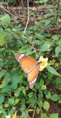 Danaus chrysippus