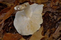 Hygrophorus subsordidus