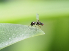 Parapalaeosepsis plebeia