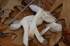 Hygrophorus subsordidus