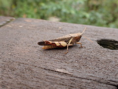 Xenocatantops brachycerus