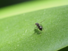 Parapalaeosepsis plebeia