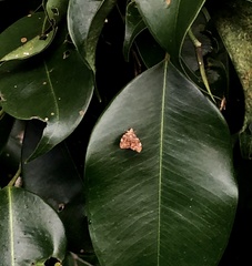 Choreutis emplecta