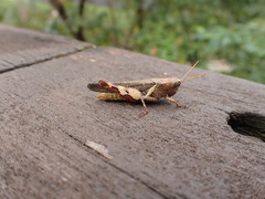 Xenocatantops brachycerus