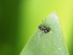 Parapalaeosepsis plebeia