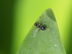 Parapalaeosepsis plebeia