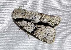 Turnerinycta phaeocosma