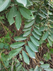 Bridelia tomentosa