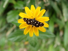 Bocchoris inspersalis