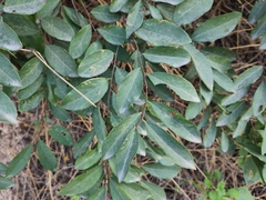 Bridelia tomentosa