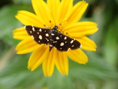 Bocchoris inspersalis